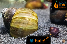 Lade das Bild in den Galerie-Viewer, Blaubeer Schnecke / Blue Berry Snail | Notopala sp. - Rarität Nachzucht / Zucht im Aquarium