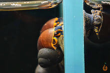 Lade das Bild in den Galerie-Viewer, Blaubeer Schnecke / Papua Blue Berry Snail | Notopala sp. Orange Ring im Nanoaquarium