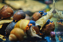 Lade das Bild in den Galerie-Viewer, Blaubeer Schnecke / Papua Blue Berry Snail | Notopala sp. Orange Ring fressen die Aqua Birne - Premium Algenplatten / Algae Plate