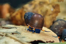 Lade das Bild in den Galerie-Viewer, Blaubeer Schnecke / Papua Blue Berry Snail | Notopala sp. Orange Ring im Nano Aquarium