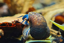 Lade das Bild in den Galerie-Viewer, Blaubeer Schnecke / Papua Blue Berry Snail | Notopala sp. Orange Ring im Aquascaping Aquarium