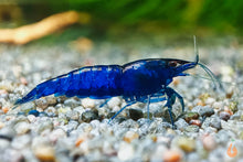 Lade das Bild in den Galerie-Viewer, Blaue Diamond Garnele Neocaridina davidi Blue Diamond im Aquarium