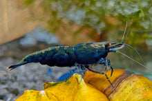 Lade das Bild in den Galerie-Viewer, Blaue Saphire Garnele | Neocaridina davidi "Blue Sapphire" im Aquarium
