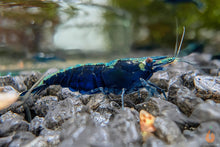 Lade das Bild in den Galerie-Viewer, Blaue Saphir Garnele | Neocaridina davidi "Blue Sapphire"