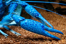 Lade das Bild in den Galerie-Viewer, Blauer Floridakrebs | Aquariumkrebs | Procambarus alleni Nahaufnahme im Aquarium