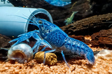 Lade das Bild in den Galerie-Viewer, Blauer Floridakrebs | Aquariumkrebs | Procambarus alleni im Garnelen Aquarium