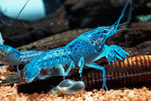 Lade das Bild in den Galerie-Viewer, Blauer Floridakrebs | Aquariumkrebs | Procambarus alleni im Garnelenaquarium