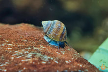 Lade das Bild in den Galerie-Viewer, Blue Jelly Schnecke / Aquariumschnecke | Taia sp. "Blue Jelly" im Schneckenaquarium