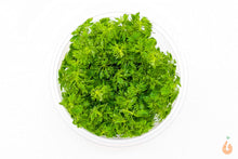 Lade das Bild in den Galerie-Viewer, Blütenstielloser Sumpffreund Limnophila sessiliflora In Vitro Aquariumpflanze