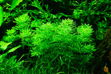 Lade das Bild in den Galerie-Viewer, Blütenstielloser Sumpffreund | Limnophila sessiliflora | Aquariumpflanze