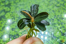 Lade das Bild in den Galerie-Viewer, Bucephalandra "Adinda" | Buce Nachzucht - Rarität für das Garnelenaquarium