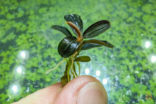 Lade das Bild in den Galerie-Viewer, Bucephalandra "Adinda" | Buce Nachzucht - Rarität für das Aquarium
