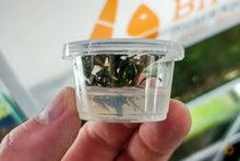 Lade das Bild in den Galerie-Viewer, Bucephalandra "Brownie Phoenix" | Buce Nachzucht - Rarität im In Vitro Becher