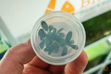 Lade das Bild in den Galerie-Viewer, Bucephalandra "Brownie Phoenix" | Buce Nachzucht - Rarität im InVitro Becher
