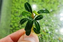 Lade das Bild in den Galerie-Viewer, Bucephalandra "Brownie Phoenix" | Buce Nachzucht - Rarität