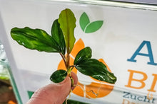 Lade das Bild in den Galerie-Viewer, Bucephalandra "Green Broad Leaf" | Buce Nachzucht - Rarität