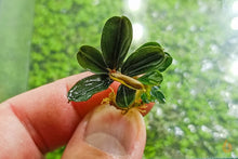 Lade das Bild in den Galerie-Viewer, Bucephalandra "Kedagang Mini Round" | Buce Nachzucht - Rarität