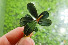 Lade das Bild in den Galerie-Viewer, Bucephalandra "Kedagang Mini Round" | Buce Nachzucht - Rarität