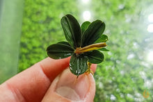 Lade das Bild in den Galerie-Viewer, Bucephalandra "Kedagang Mini Round" | Buce Nachzucht - Rarität