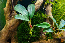 Lade das Bild in den Galerie-Viewer, Bucephalandra "Dark Blue" | Buce Nachzucht - Rarität im Aquarium