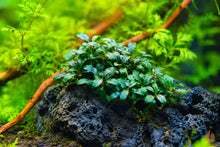 Lade das Bild in den Galerie-Viewer, Bucephalandra "Mini Needle Leaf" | In Vitro Aquariumpflanze im Garnelenaquarium