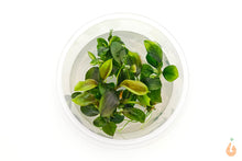 Lade das Bild in den Galerie-Viewer, Bucephalandra Nanga Pinoh | In Vitro Aquariumpflanze - Rarität