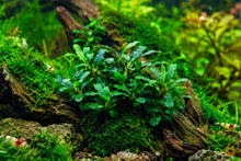 Lade das Bild in den Galerie-Viewer, Bucephalandra "Needle Leaf" | In Vitro Aquariumpflanze im Garnelenaquarium