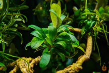 Lade das Bild in den Galerie-Viewer, Bucephalandra "Serimbu Brown" | In Vitro Aquariumpflanze - Rarität im Aquarium