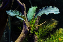 Lade das Bild in den Galerie-Viewer, Bucephalandra "Super Blue" | Buce Nachzucht - Rarität im Aquarium