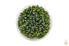 Lade das Bild in den Galerie-Viewer, Bucephalandra Velvet Tricolor | In Vitro Aquariumpflanze - Rarität XL Becher