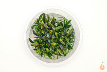 Lade das Bild in den Galerie-Viewer, Bucephalandra Velvet Tricolor | In Vitro Aquariumpflanze - Rarität kleiner Becher