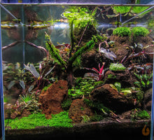 Lade das Bild in den Galerie-Viewer, Phönixmoos | Fissidens fontanus "Phoenix Moss" | Aquariummoos