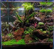 Lade das Bild in den Galerie-Viewer, Bucephalandra im Aquarium aufgebunden auf eine Wurzel