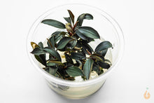 Lade das Bild in den Galerie-Viewer, Stoffels -Bucephalandra brownie ’Ghost’ | In Vitro Aquariumpflanze - Rarität