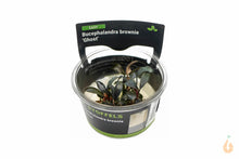 Lade das Bild in den Galerie-Viewer, Stoffels -Bucephalandra brownie ’Ghost’ | In Vitro Aquariumpflanze - Rarität