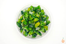 Lade das Bild in den Galerie-Viewer, Bucephalandra pygmaea 'Bukit Kelam Sintang Wave Leaf' In Vitro Aquariumpflanze - Rarität XL Becher