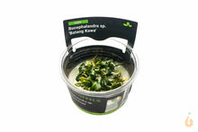 Lade das Bild in den Galerie-Viewer, Stoffels - Bucephalandra sp. ’Batang Kawa’ | In Vitro Aquariumpflanze - Rarität