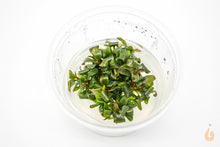 Lade das Bild in den Galerie-Viewer, Stoffels - Bucephalandra sp. ’Batang Kawa’ | In Vitro Aquariumpflanze - Rarität