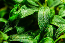 Lade das Bild in den Galerie-Viewer, Bucephalandra sp. ’Needle Leaf’ | In Vitro Aquariumpflanze - Rarität