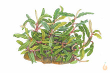 Lade das Bild in den Galerie-Viewer, Bucephalandra sp. ’Needle Leaf’ | In Vitro Aquariumpflanze - Rarität