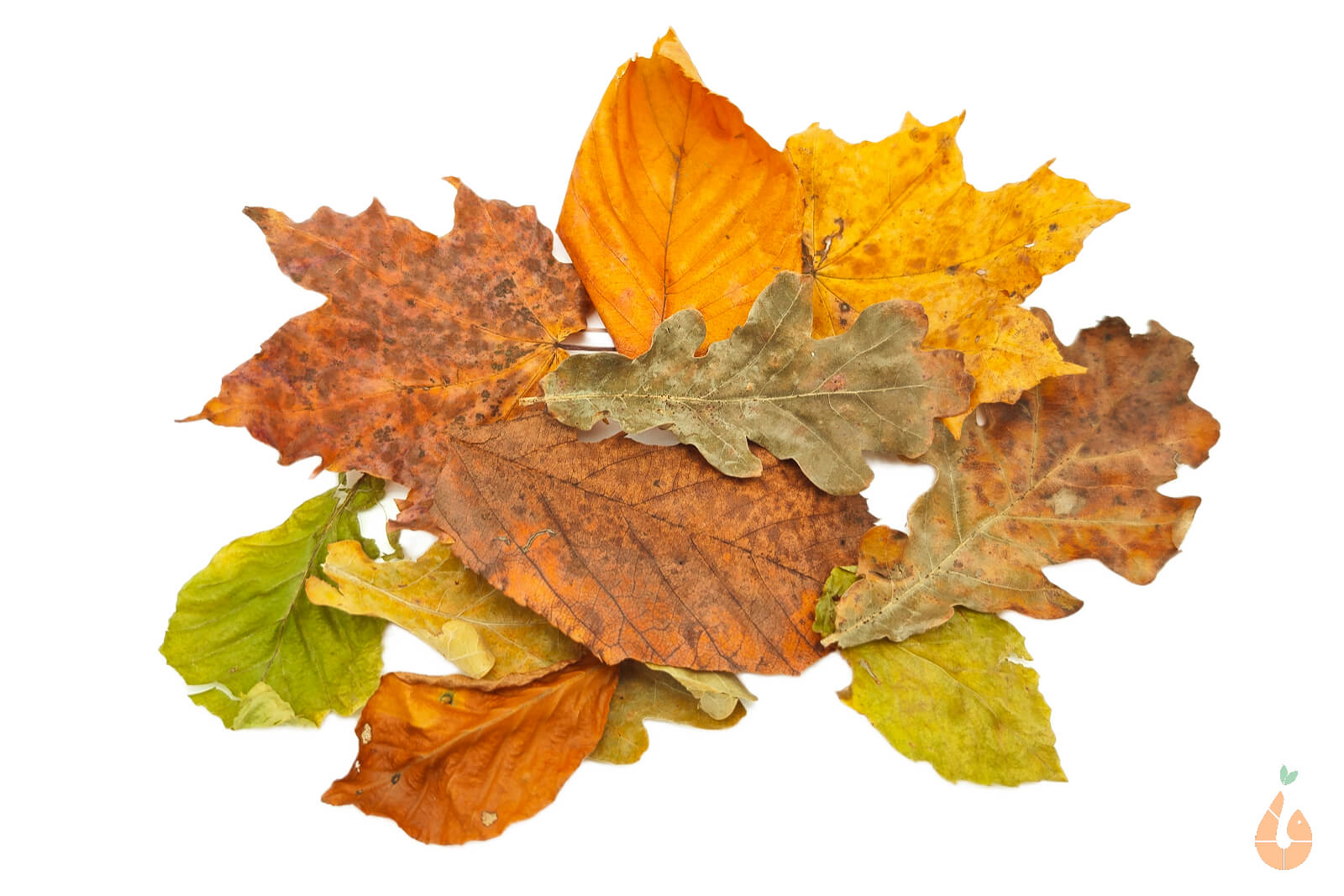 Bunter Herbstlaub Mix / Herbstlaub Blätter Mix