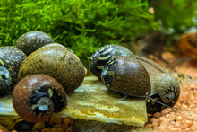 Lade das Bild in den Galerie-Viewer, Bunt gemusterte Fancy Geweihschnecke | Clithon sp. - Rarität im Schneckenaquarium