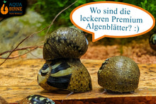 Lade das Bild in den Galerie-Viewer, Bunt gemusterte Fancy Geweihschnecke | Clithon sp. - Rarität fressen als Futter gerne die Aqua Birne - Premium Algenblätter