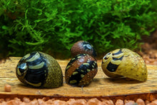 Lade das Bild in den Galerie-Viewer, Bunt gemusterte Fancy Geweihschnecke | Clithon sp. - Rarität im Garnelen Aquarium