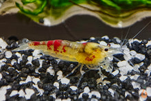 Lade das Bild in den Galerie-Viewer, Calceo Bee Garnele | Golden Dragon | Caridina sp. im Schnecken Aquarium