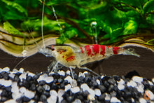 Lade das Bild in den Galerie-Viewer, Calceo Bee Garnele | Golden Dragon | Caridina sp. im Nanoaquarium