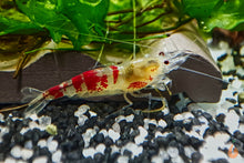 Lade das Bild in den Galerie-Viewer, Calceo Bee Garnele | Golden Dragon | Caridina sp. im Nano Aquarium