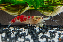 Lade das Bild in den Galerie-Viewer, Calceo Bee Garnele | Golden Dragon | Caridina sp. im Garnelenaquarium