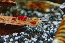 Lade das Bild in den Galerie-Viewer, Calceo Bee Garnele | Golden Dragon | Caridina sp. im Aquascaping Aquarium