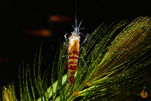Lade das Bild in den Galerie-Viewer, Calceo Bee OE Garnele | Golden Dragon Orange Eye | Caridina sp. im Schnecken Aquarium